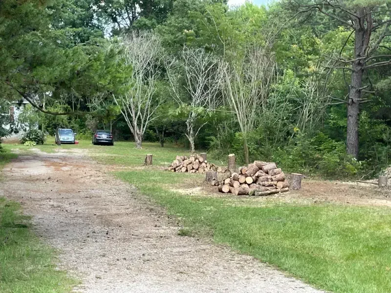 A dirt road with a pile of logs on the side of it.