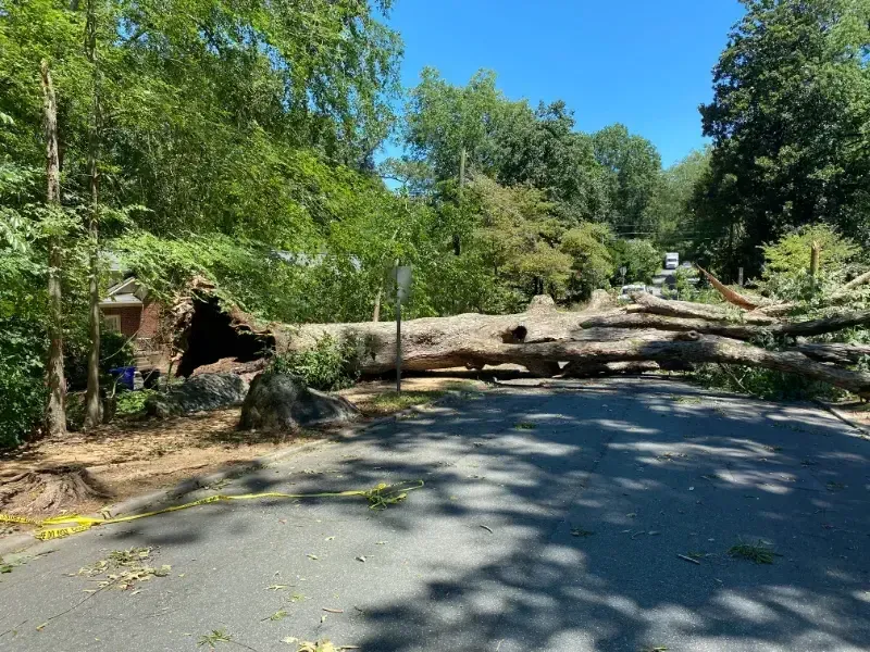 A large tree has fallen on the side of a road.