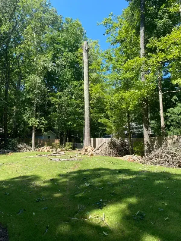 A large tree stump in the middle of a lush green field surrounded by trees.
