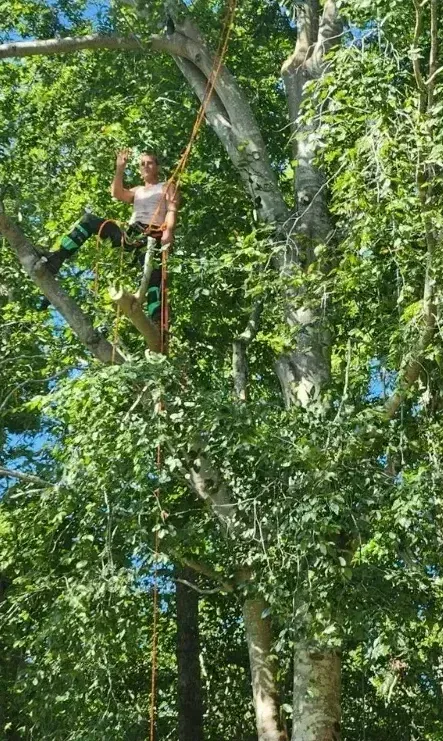 A man is climbing a tree with a rope.