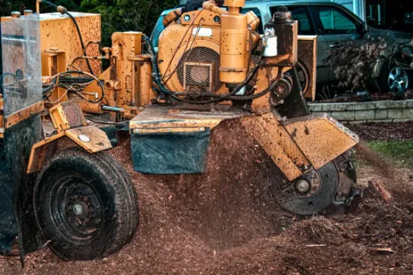 Yellow stump grinder pulverizing wood stump, creating wood chips in a yard setting.