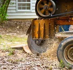 Stump grinder: yellow machine grinding a tree stump, wood chips flying.