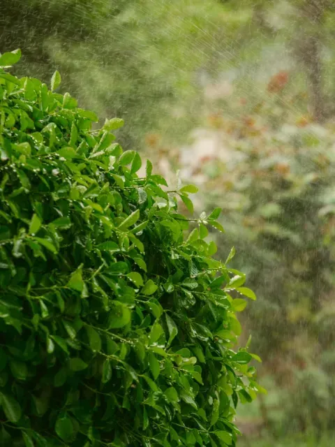 Green shrub in a garden, with water droplets falling, blurred green trees in the background.
