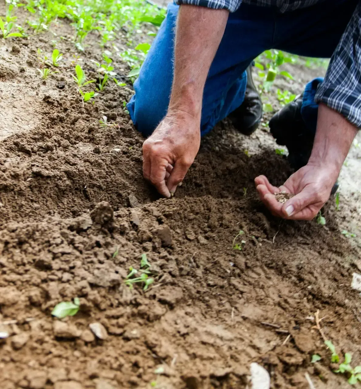 Person planting seeds in brown soil, outdoor setting.