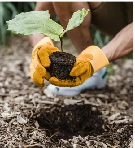Person wearing yellow gloves planting a sapling in a garden.