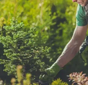 Gardener in green shirt and cap tending to a small evergreen plant outdoors.