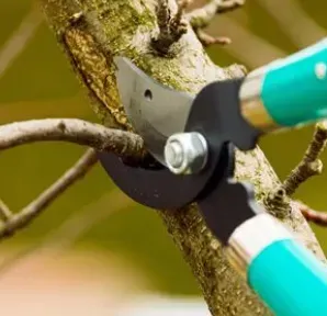 Gardener using pruning shears to cut a tree branch; close-up.