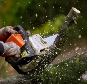 Person wearing gloves cuts a tree branch with an orange and white chainsaw, wood chips flying.