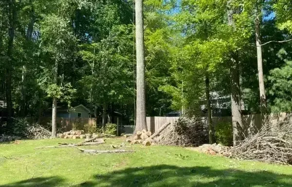 A tall tree trunk stands in a grassy yard, surrounded by cut logs and other trees.