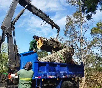 Crane loading large removed trees into a blue truck bed in Raleigh NC.