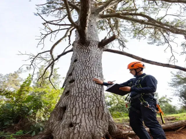 Arborist examining a large tree, holding a tablet, wearing safety gear, outdoors.