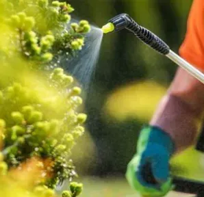Person spraying a plant with pesticide. Green glove, yellow nozzle, orange shirt, and green bush.