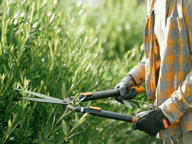 Person using hedge shears to trim a green bush in a sunny outdoor setting.