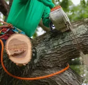 Person in harness cuts tree branch with chainsaw.