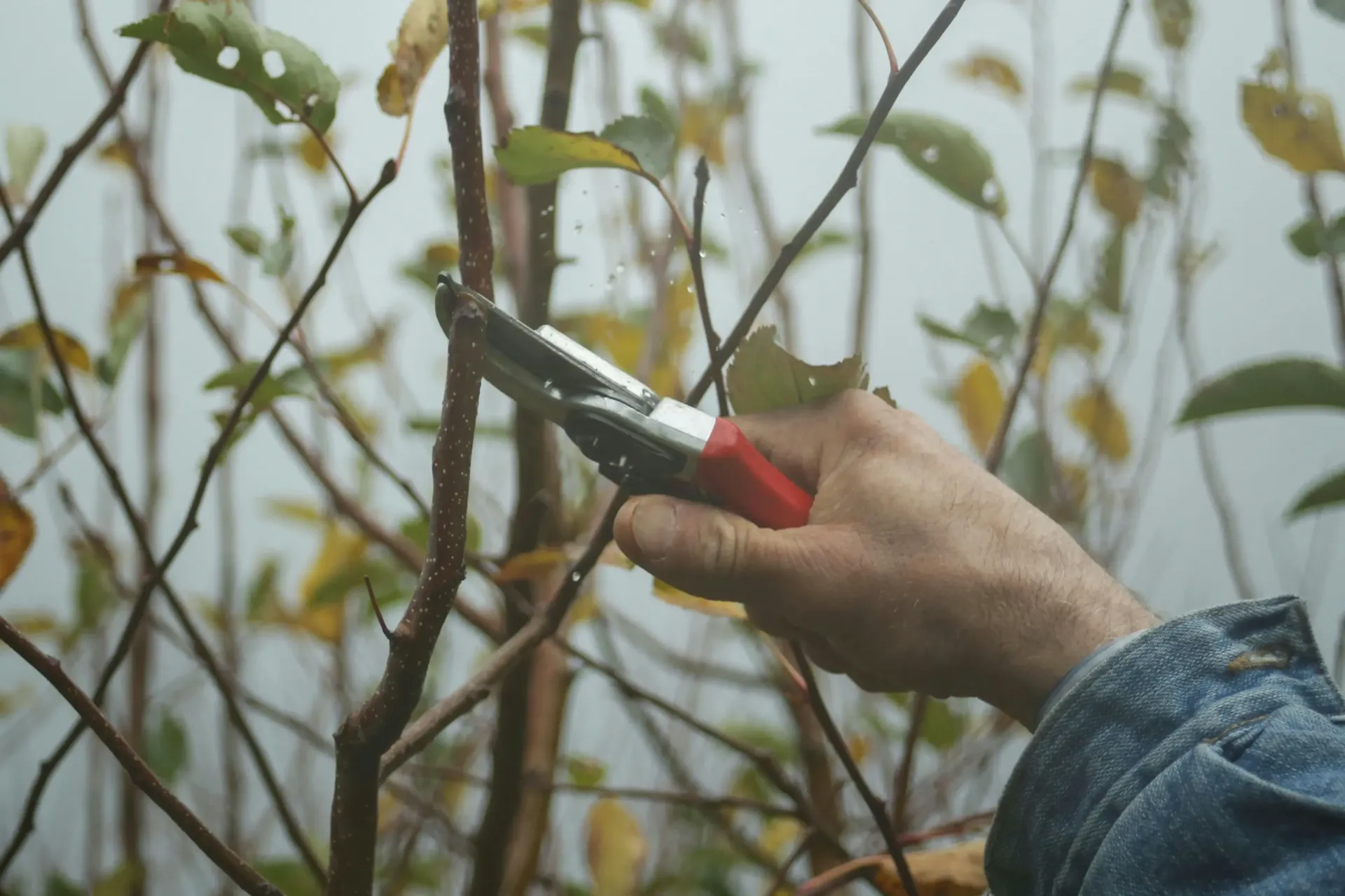 Hand pruning grapevine branches with red-handled shears in a vineyard