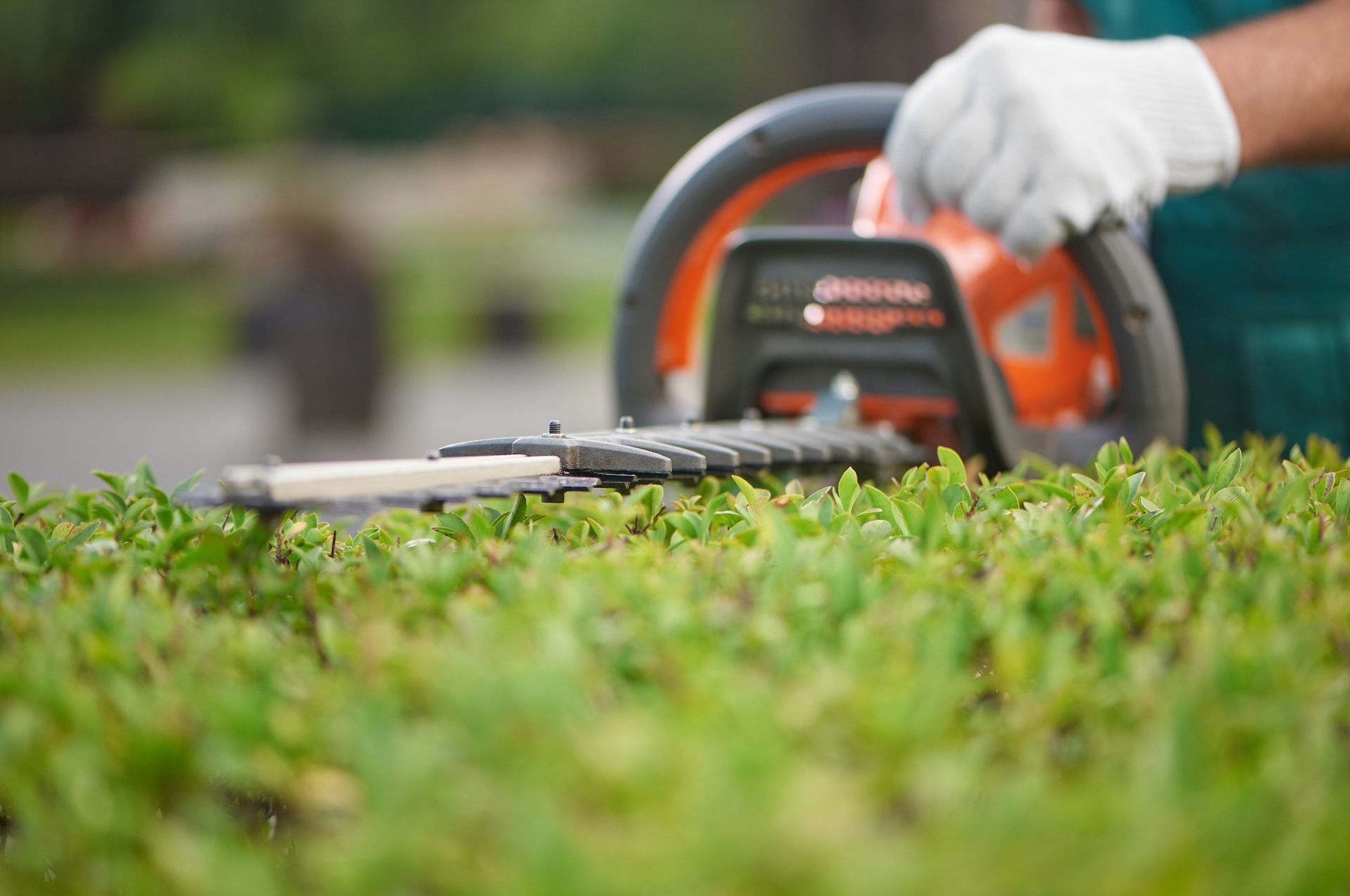 A person is cutting a hedge with a hedge trimmer A person is cutting a hedge with a hedge trimmer
