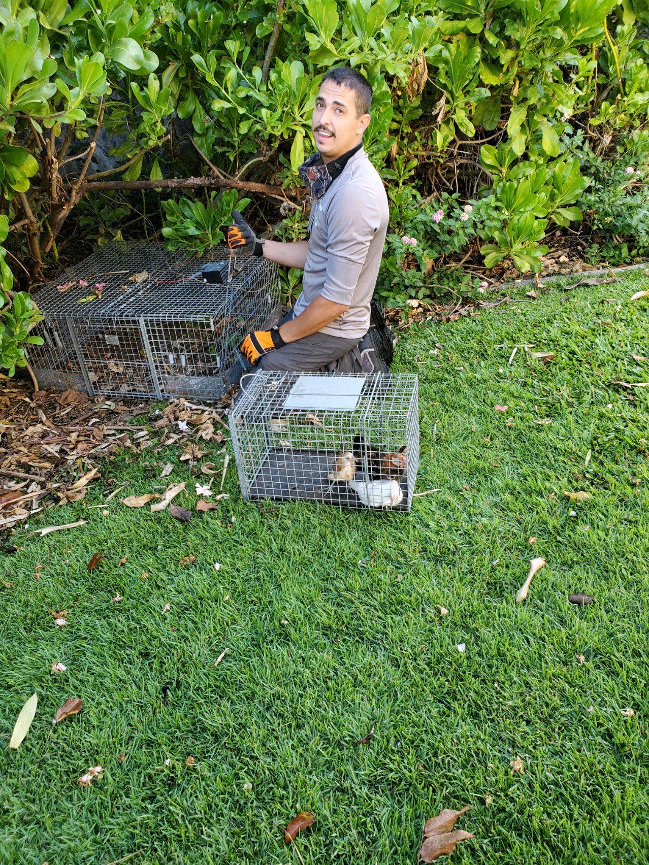 Wildlife Control | Maui, HI | Mid-Pacific Pest Control, Inc.