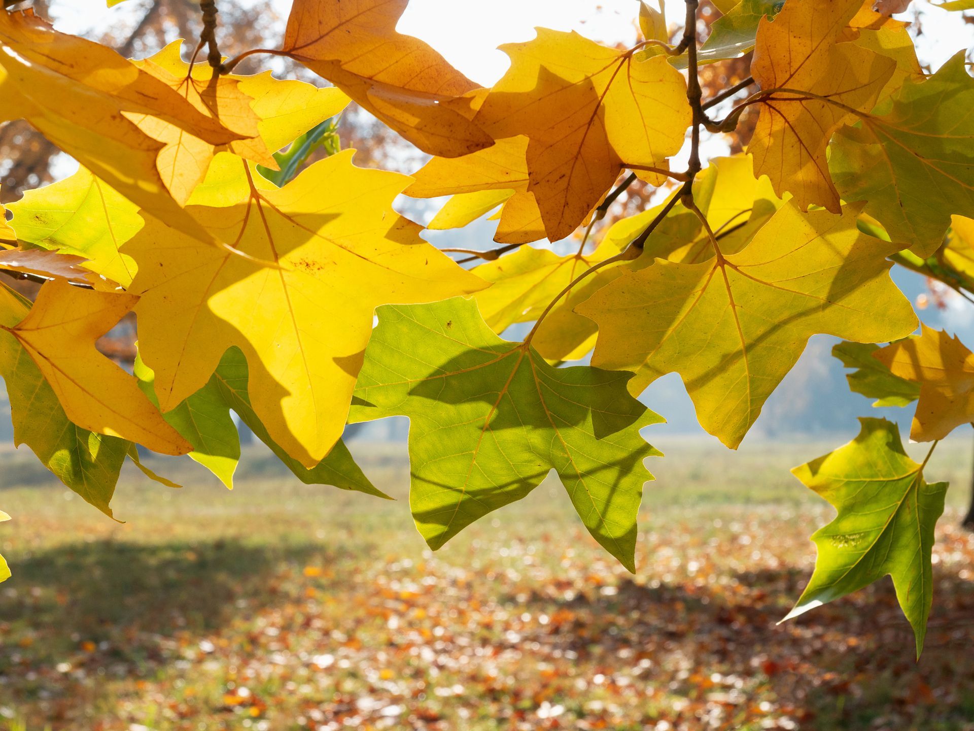 London Plane | Louisville, KY | Arbor Image Tree Company