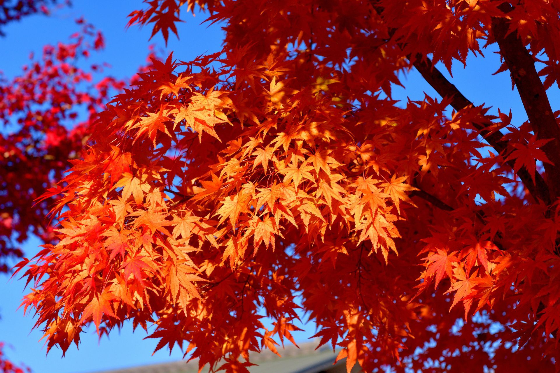 Japanese Maple | Louisville, KY | Arbor Image Tree Company