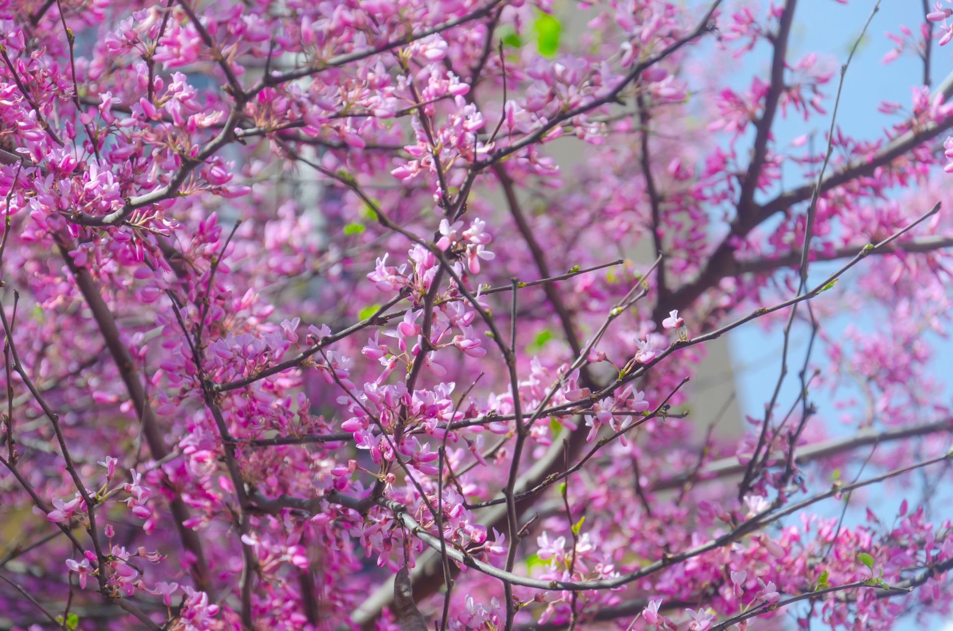 Redbud | Louisville, KY | Arbor Image Tree Company