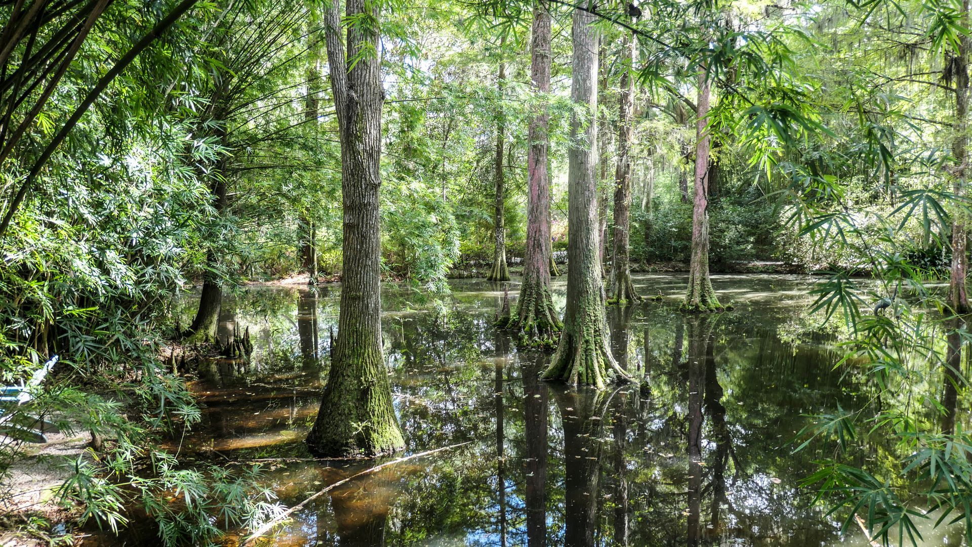 Bald Cypress | Louisville, KY | Arbor Image Tree Company