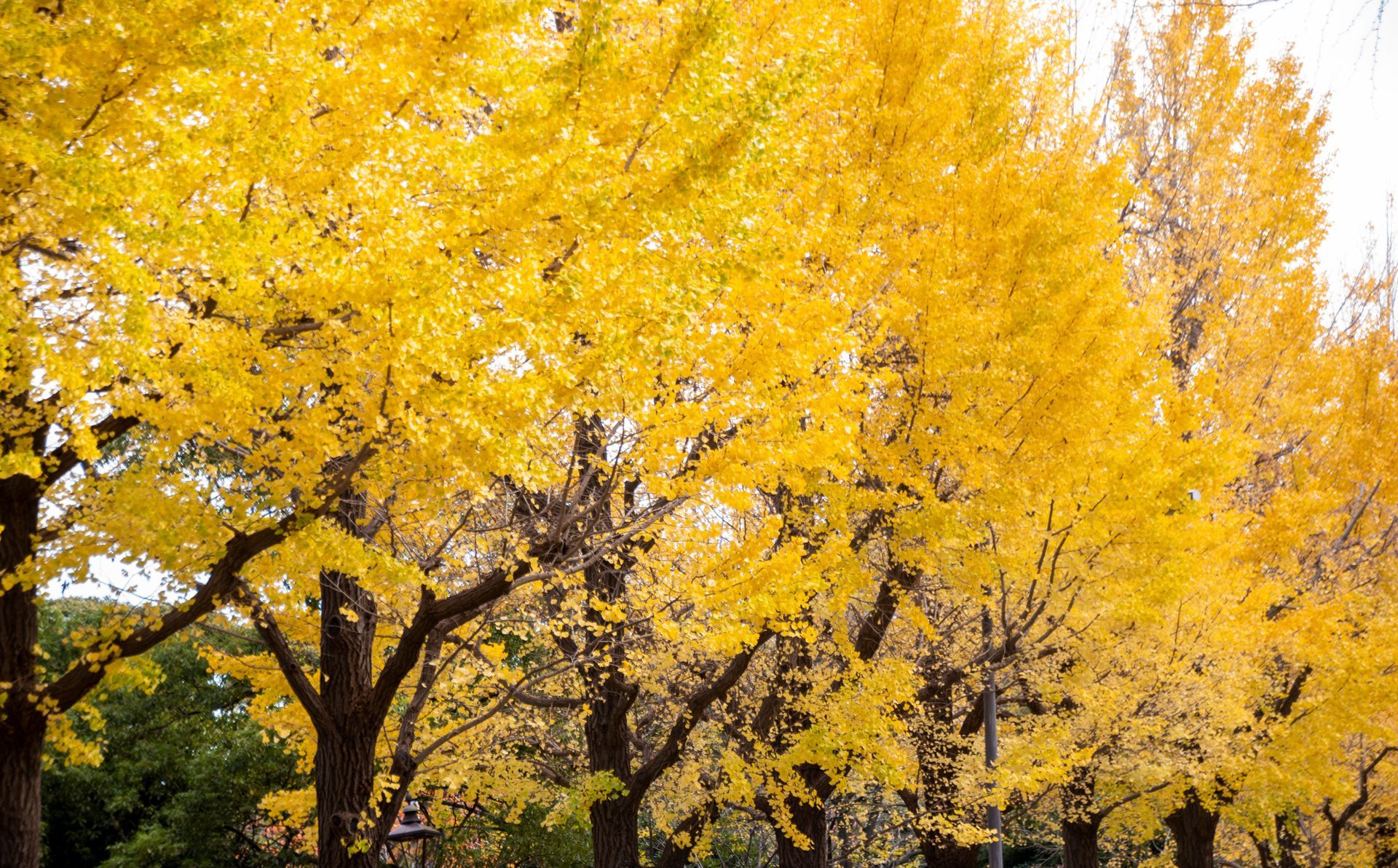 Ginkgo | Louisville, KY | Arbor Image Tree Company