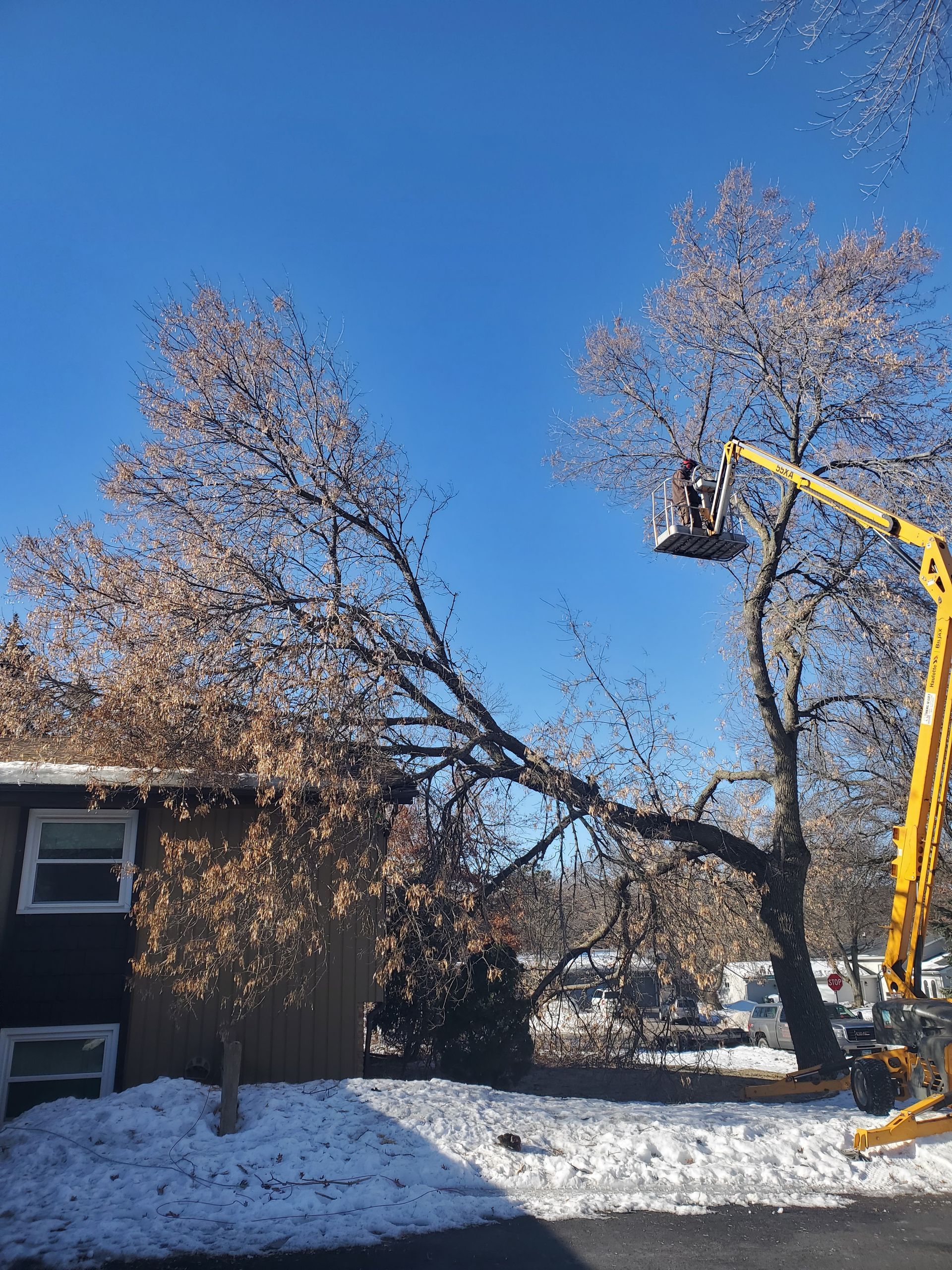 Looking up at a forest of tall trees - Shakope, MN - Your Tree Guy, LLC