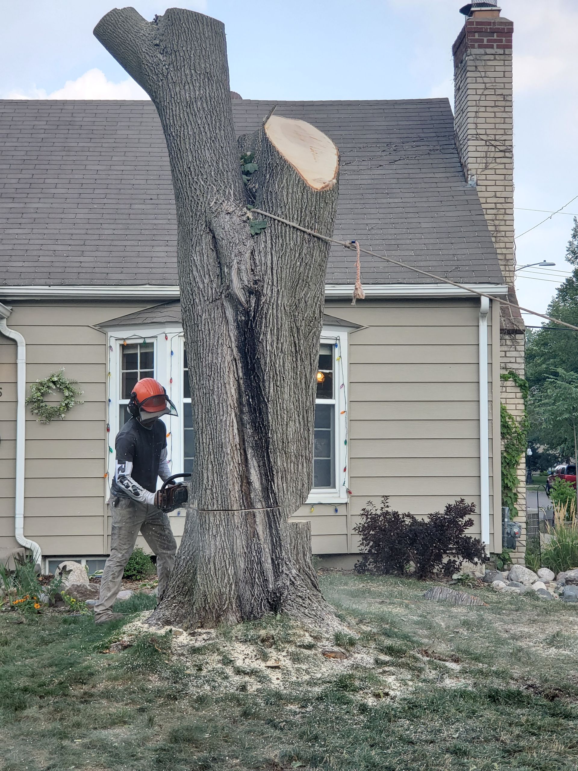 A man is cutting down a tree in front of a house - Shakope, MN - Your Tree Guy, LLC