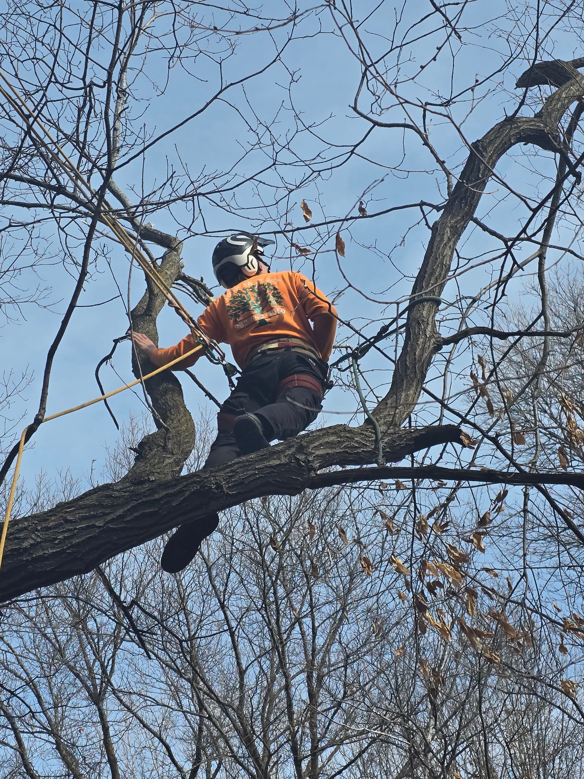 A man in an orange shirt is climbing a tree branch - Shakope, MN - Your Tree Guy, LLC