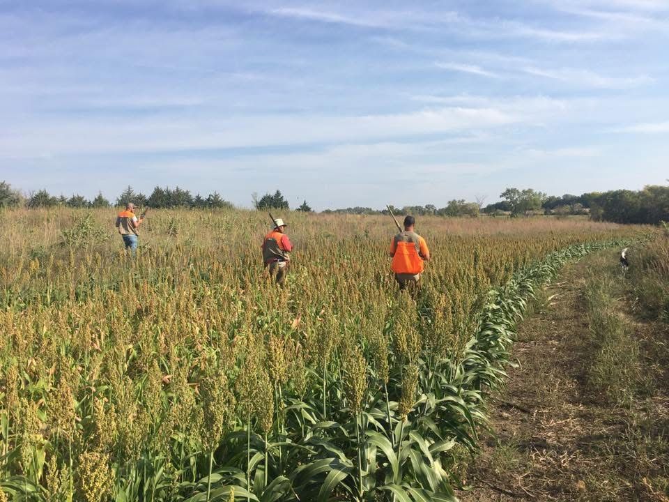 Three hunters in orange vests walk through tall grass under a blue sky.