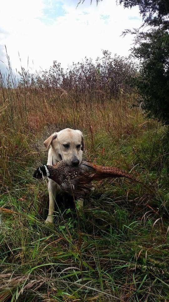 Yellow lab sits in tall grass holding a pheasant.