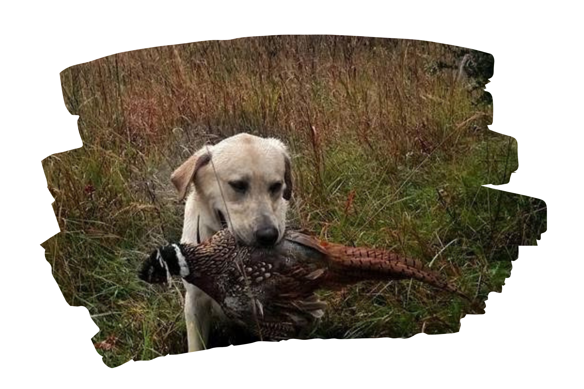 Person holding a rifle stands between hay bales in a field; sunny day.