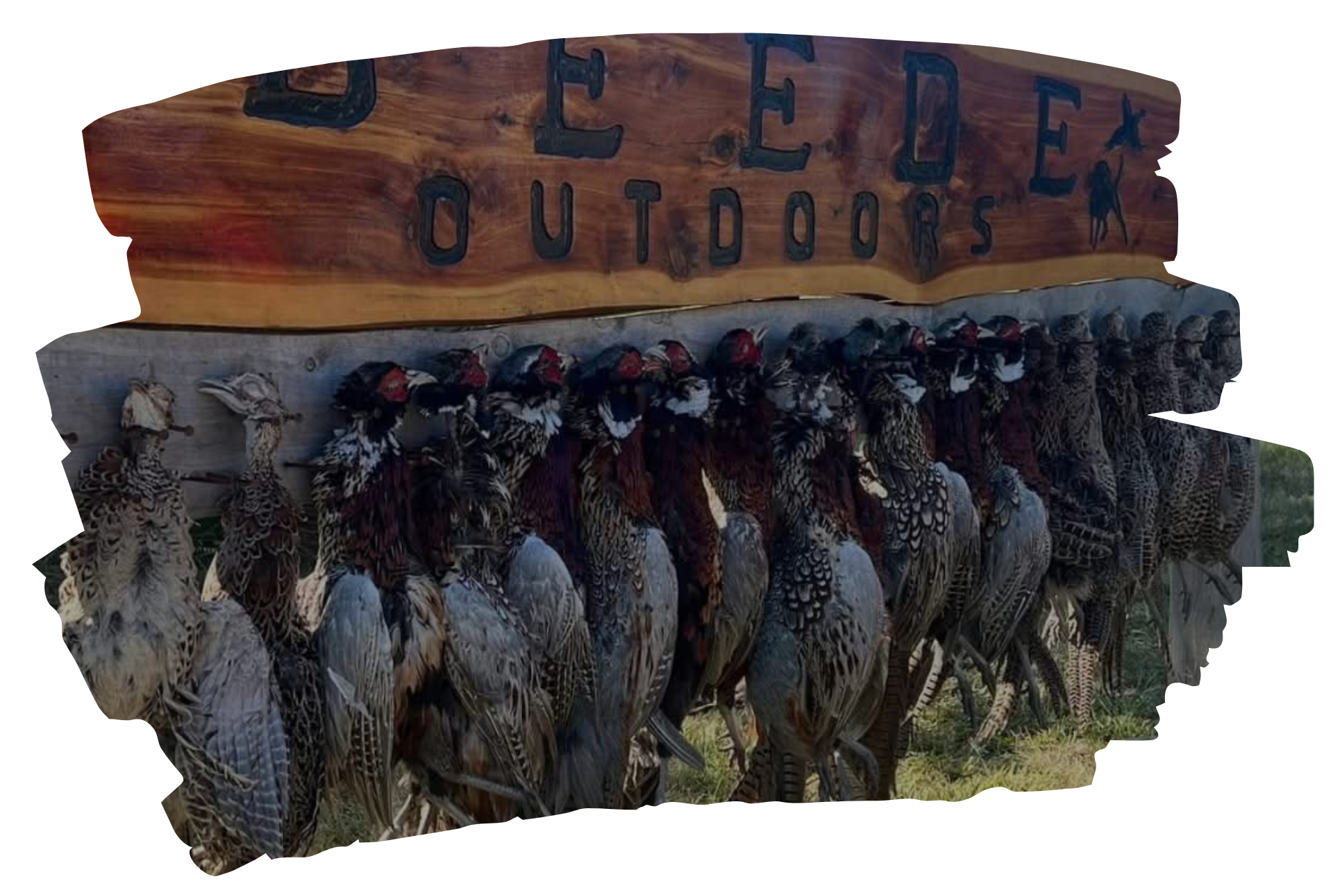 Pheasant with red, brown, and green plumage in snowy field.