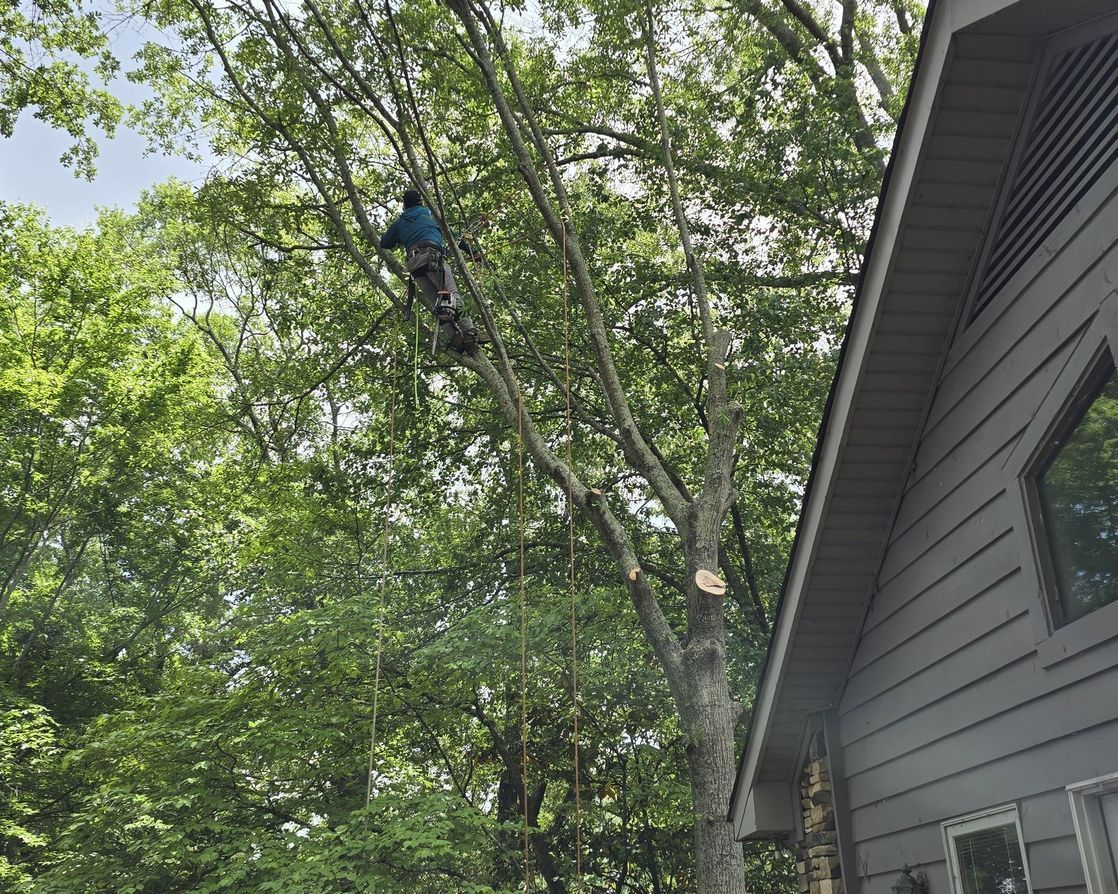 A man is climbing a tree next to a house.