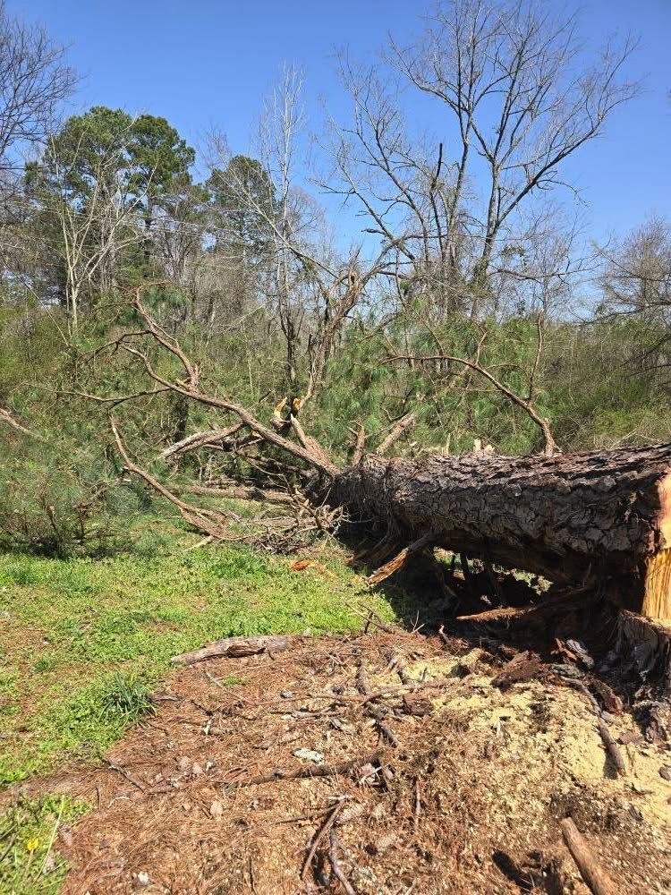 A fallen tree in a field with trees in the background.