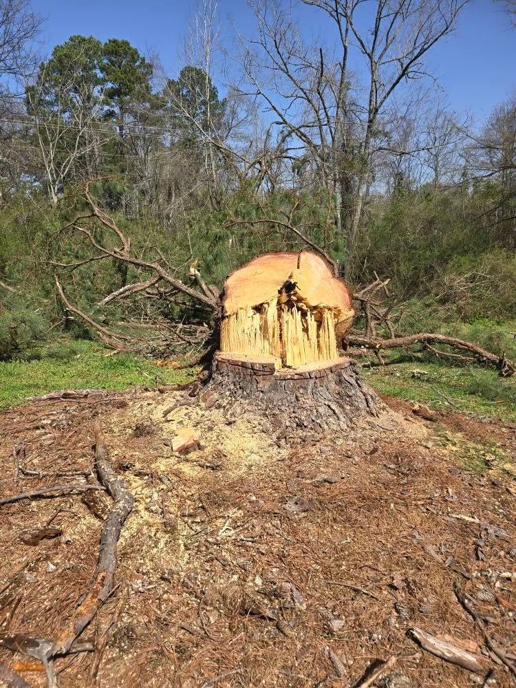 A large tree stump in the middle of a forest.
