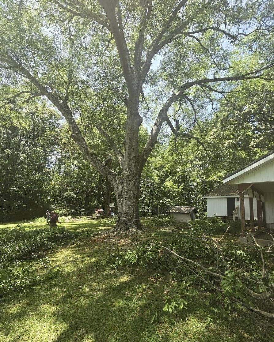 A large tree is in the middle of a yard next to a house.