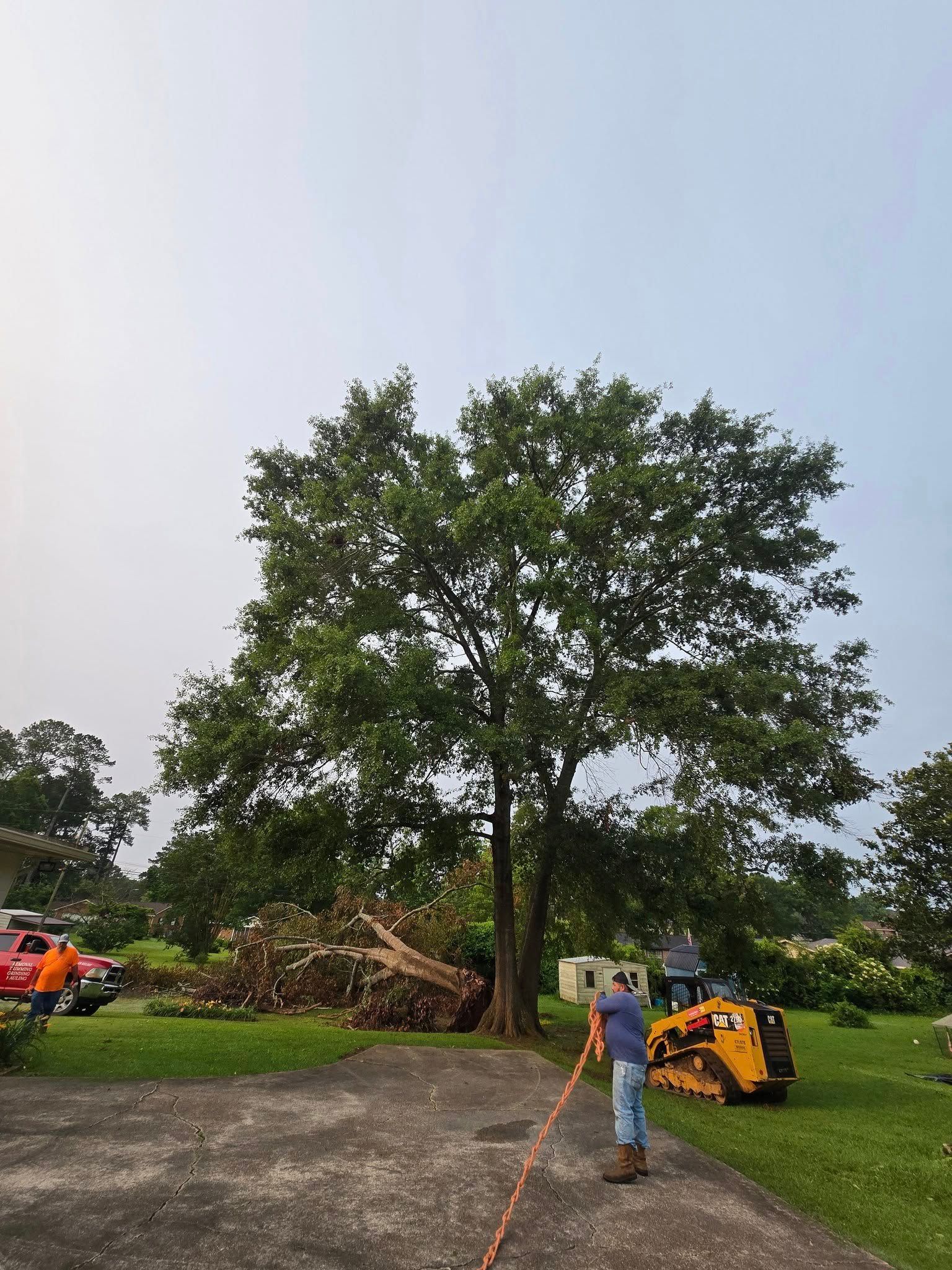 A man is standing in front of a large tree.