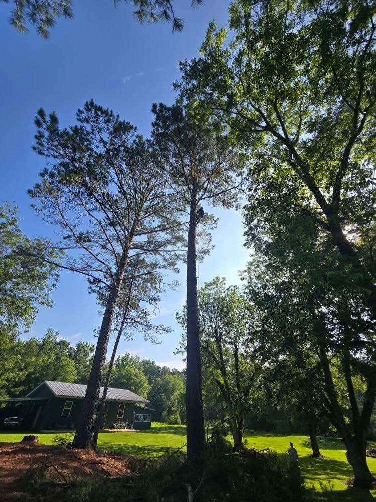 A house sits in the middle of a lush green field surrounded by trees