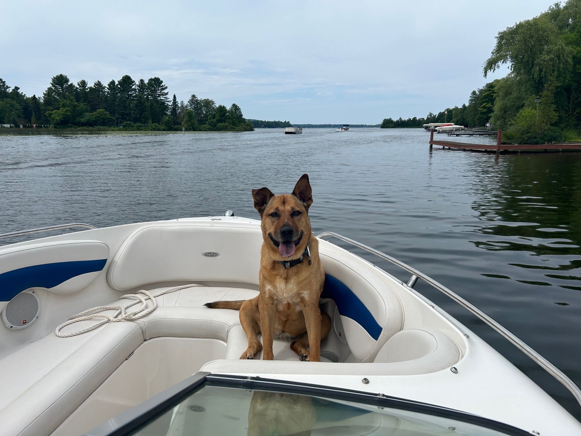 A dog is sitting in the back of a boat