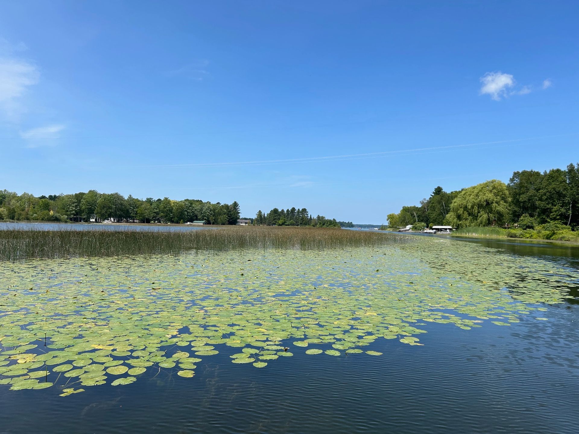 A lake filled with lily pads