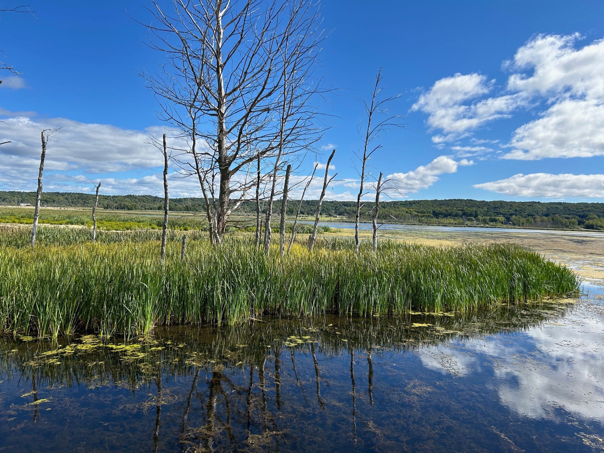 A swamp with a tree in the middle of it