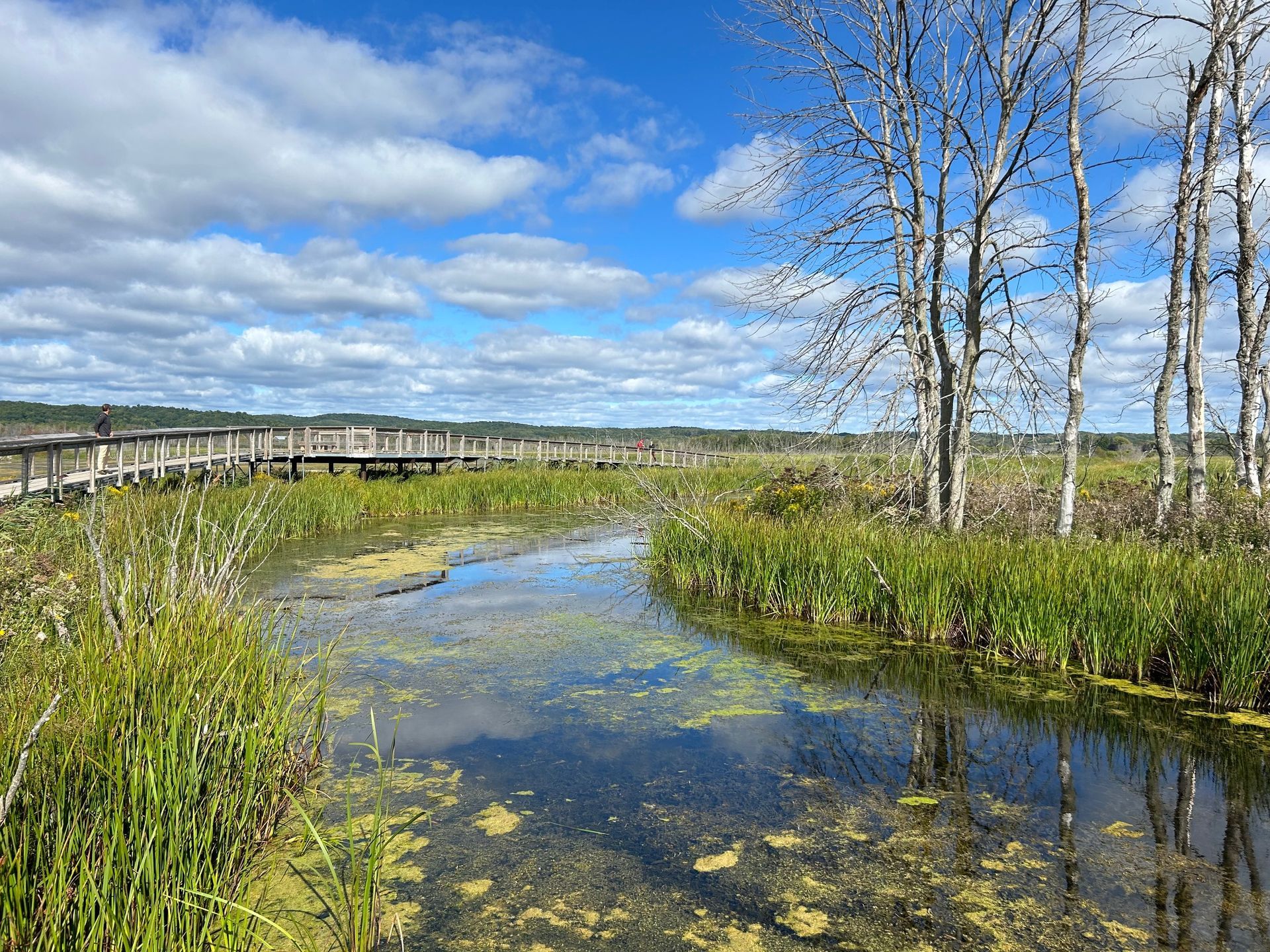 A swamp with a wooden bridge