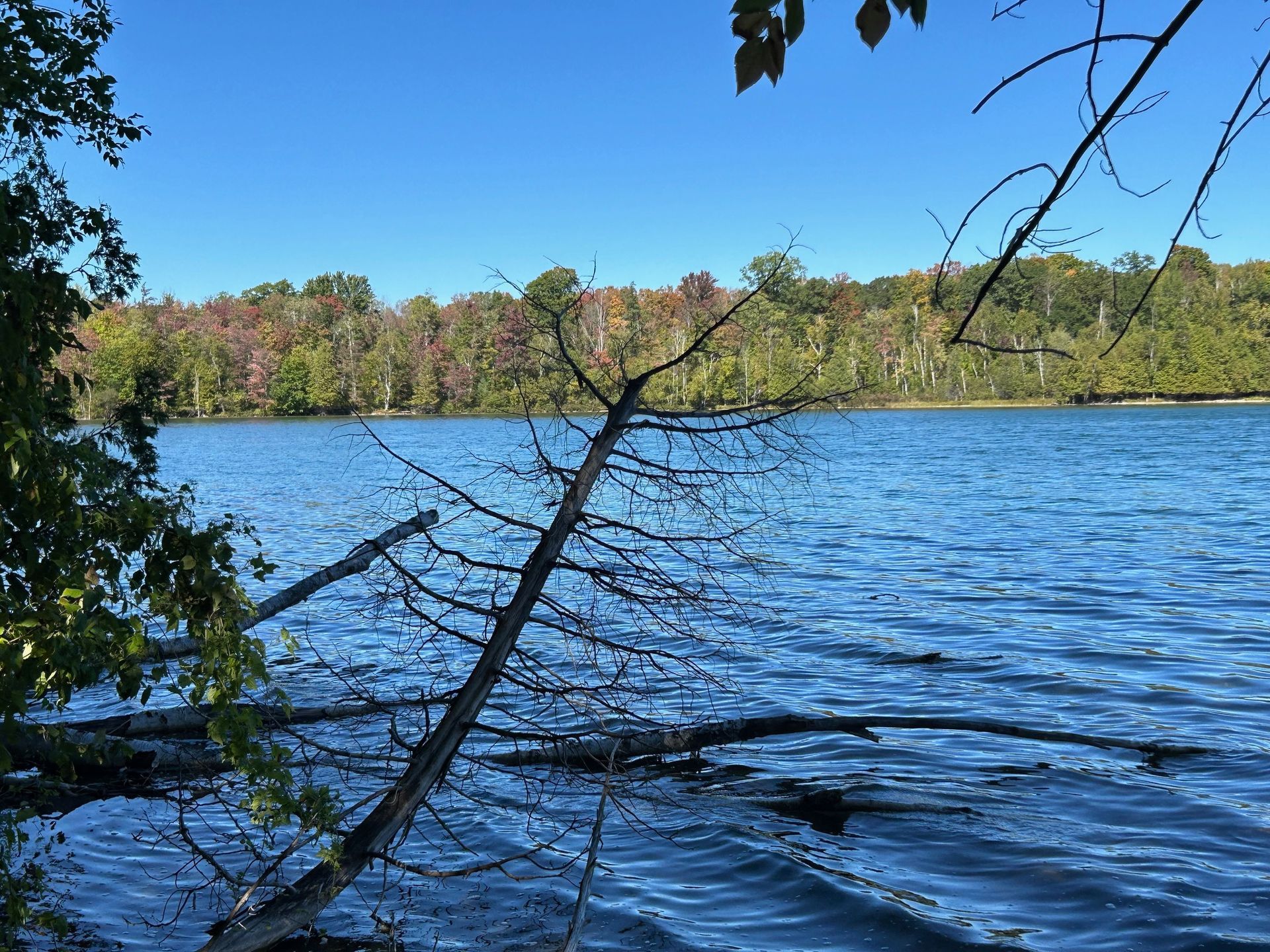 A lake with trees in the background and a tree branch in the foreground