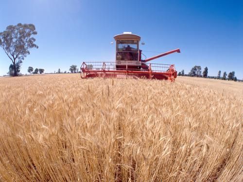 Combine Harvester is Working in a Field of Wheat — Grants Express in Forbes, NSW