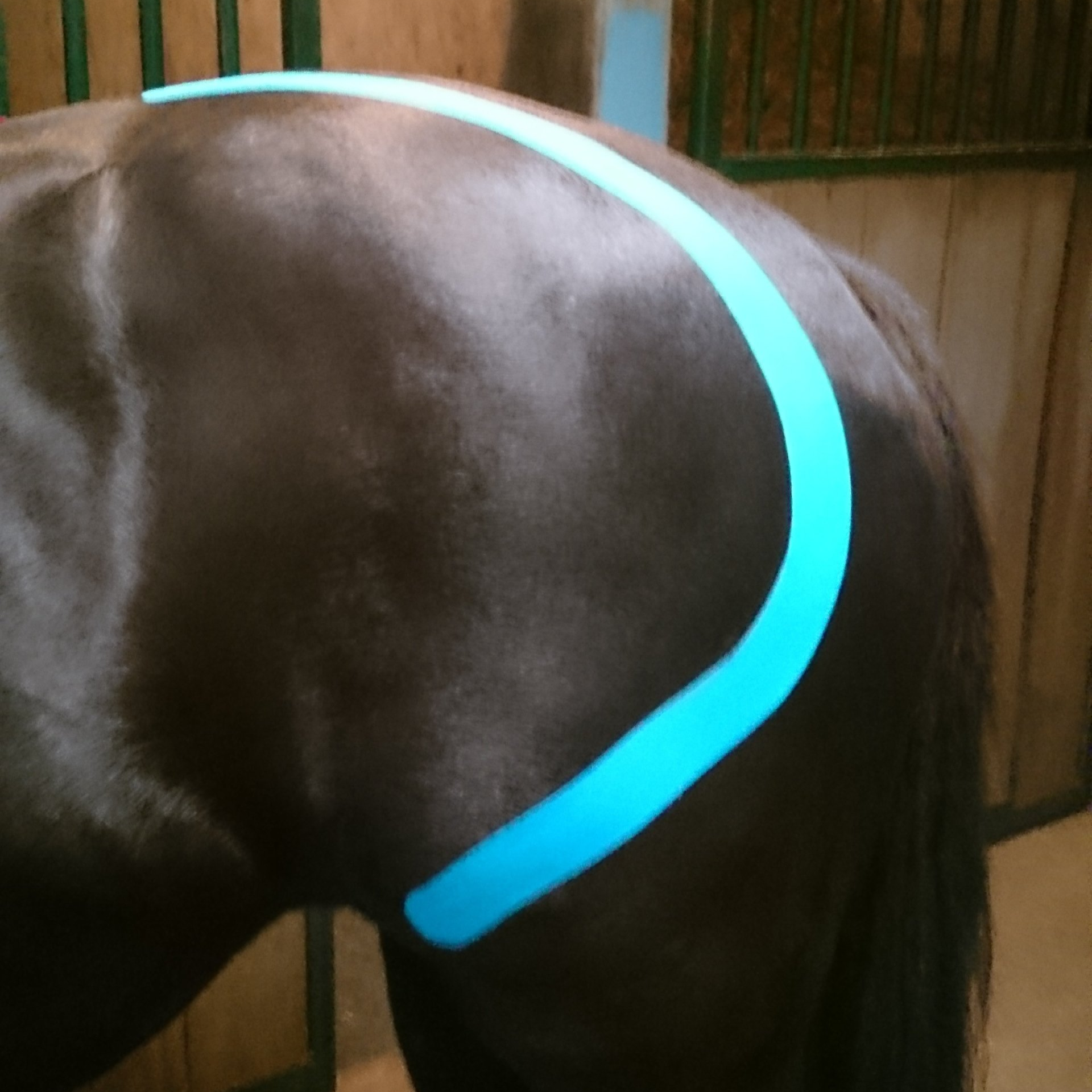equine taping, horse, paard tapen, medical tape
