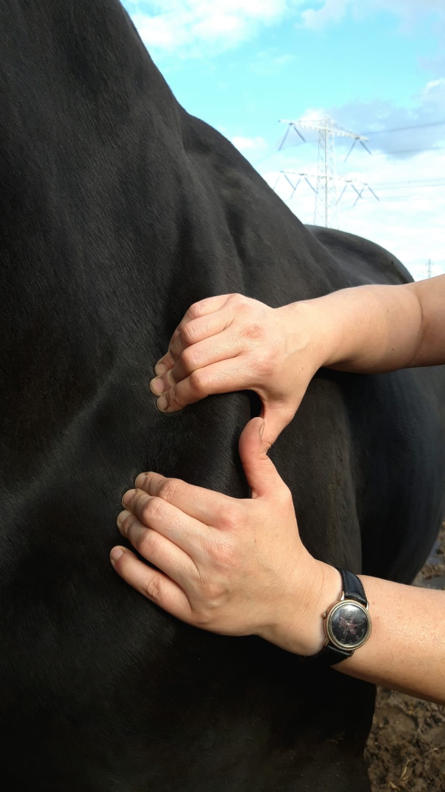 behandeling paard, sportmassage paard, equine