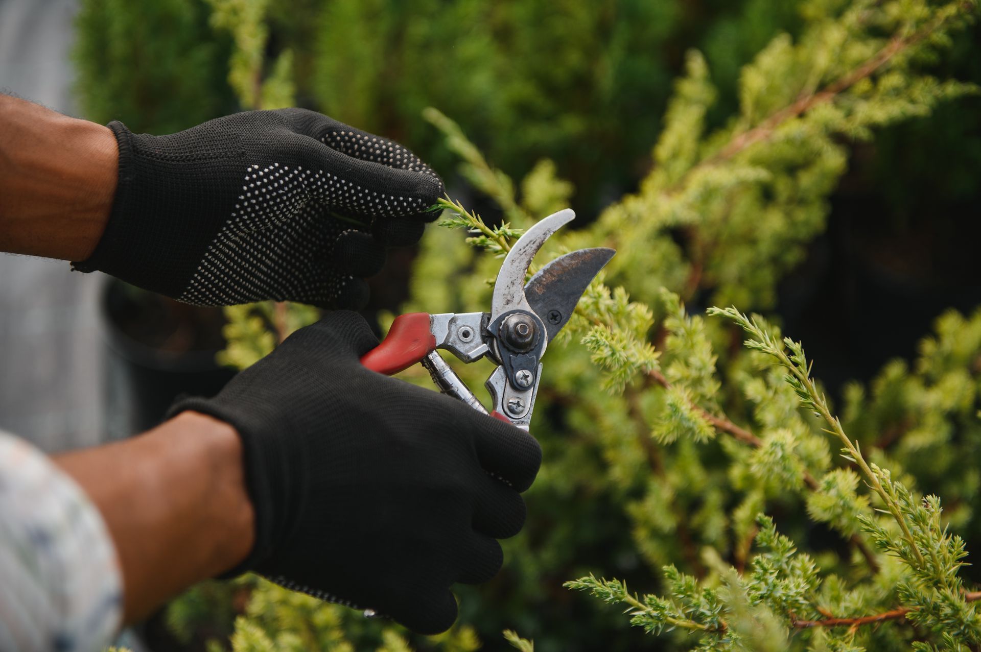 Gloved hands pruning a green shrub with red-handled shears outdoors