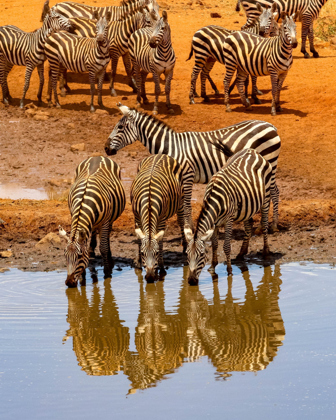 safari africa trip