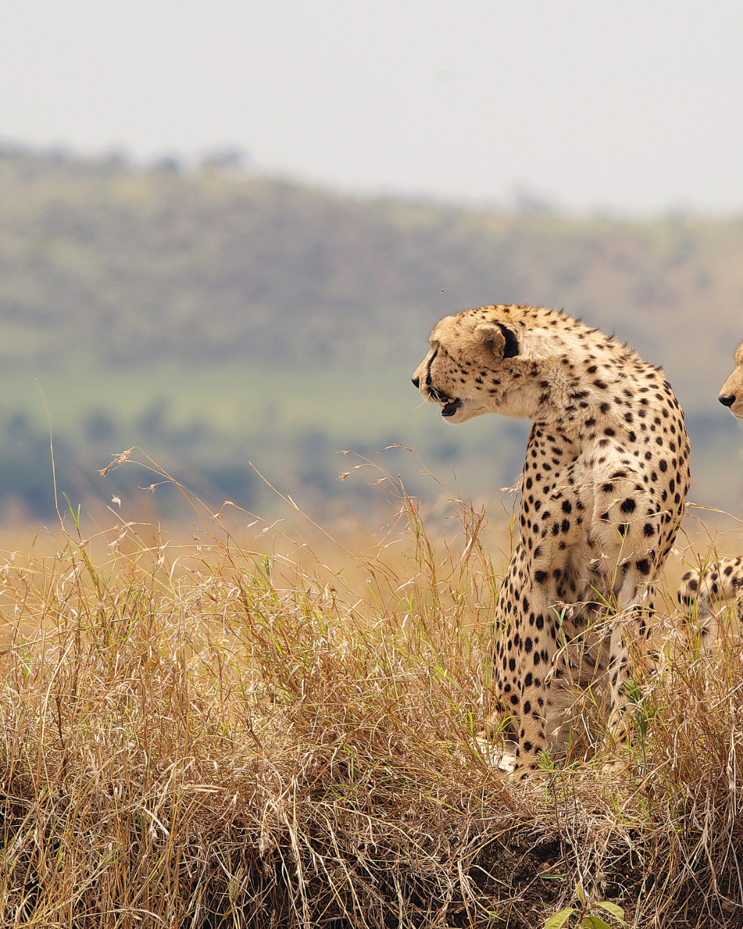 best tanzania safaris